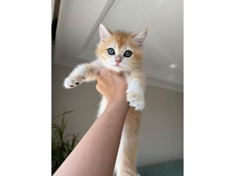 Ankaranın en elit golden british shorthair yavruları