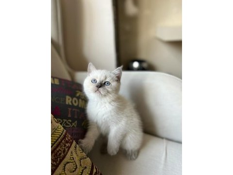 British shorthair blu point 2 aylık yavru