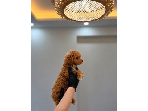 Pofuduk orjinal toy poodle
