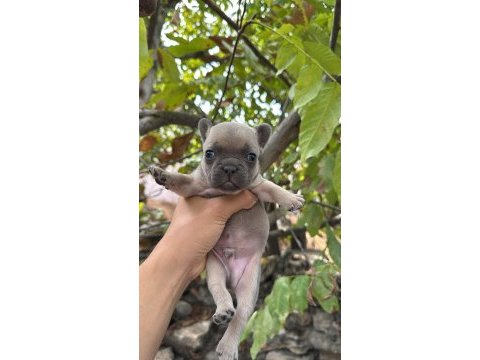 French bulldog sevenler