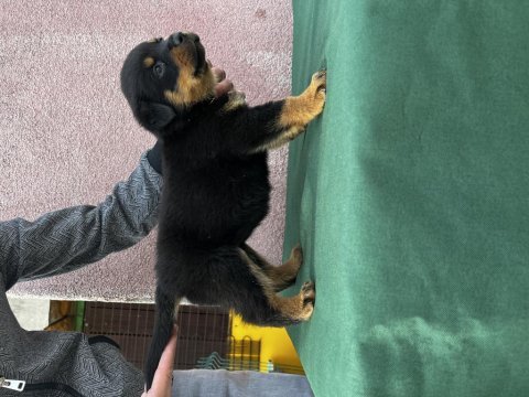 Rottweiler bebekler