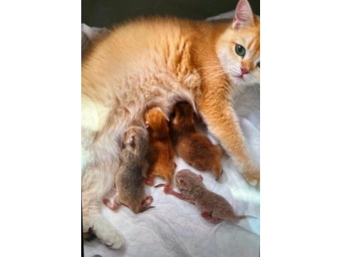 Minik british shorthair yavrularım sahiplendirilecektir