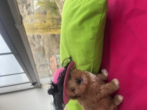 Poodle ayarında maltipoo yavrularımız