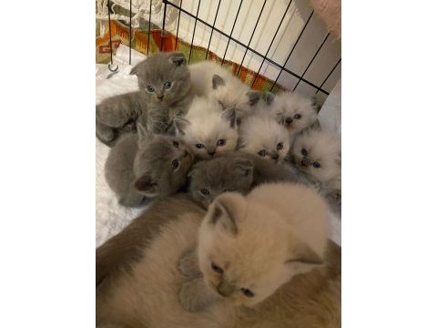 Dişi erkek bebeklerim british shorthair