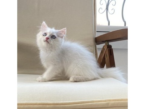 Pamuk şeker british longhair oğluşlar