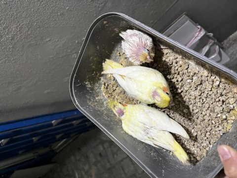 Rezerveye açık sultan papağanı yavrular