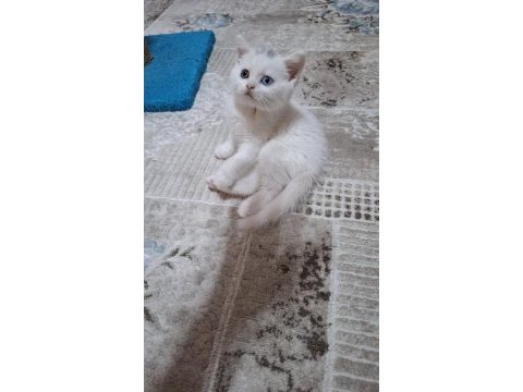 Kedimiz için mesaj atın