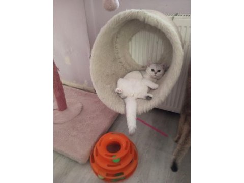 Silver chinchilla rengi 4,5 aylık safkan yavrumuz