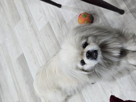 Akıllı bıdık pekinez köpeğimiz badem