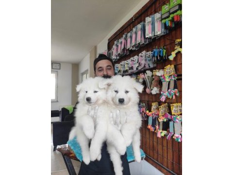 Ayi yavrusu samoyed a kalite ırk