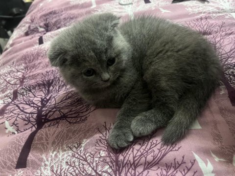Acil sahiplendirilecek scottish fold eskişehir