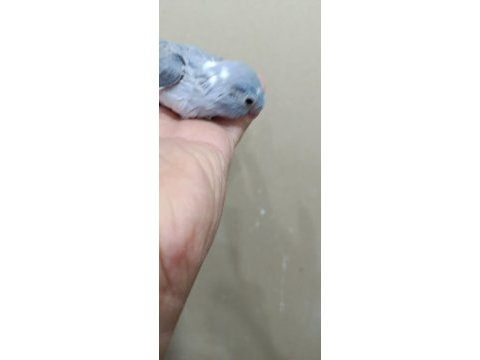 Pied cep papağanı forpus