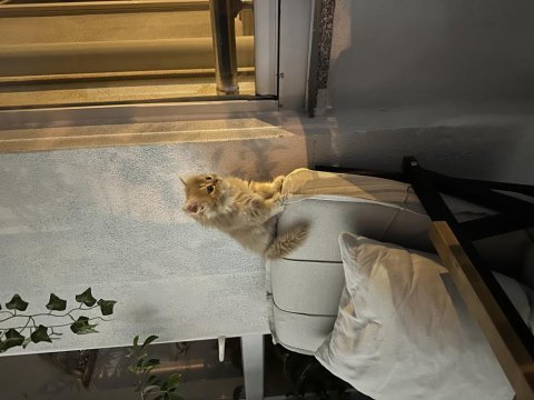 Teslime hazır chinchilla yavrular