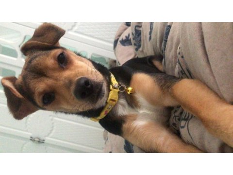 Acil sahiplendirme pinscher köpeğimiz
