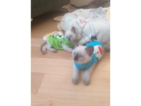 3 kuşak mükemmel bakılmış siyam yavruları 2 aylık