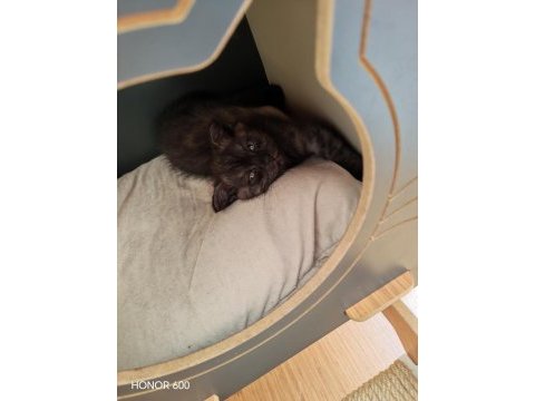 45 günlük dişi yavru scottish fold
