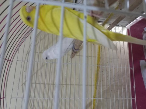 Df albino erkek ve lutino dişi muhabbet kuşu