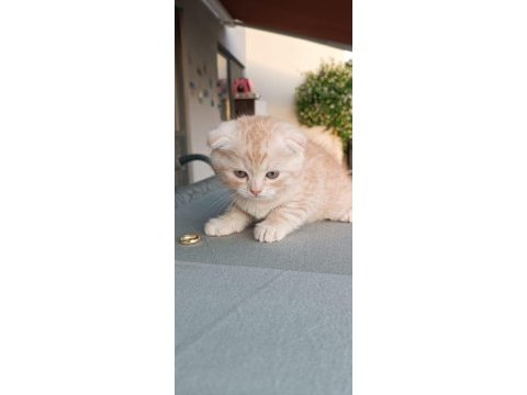 Scottish fold yavru