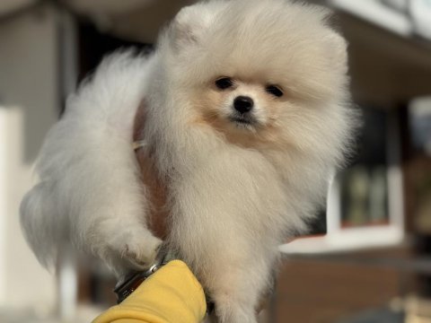 Yasal ruhsatlı çiftlikden ziyarete açık pomeranian