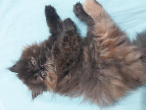 İran persian