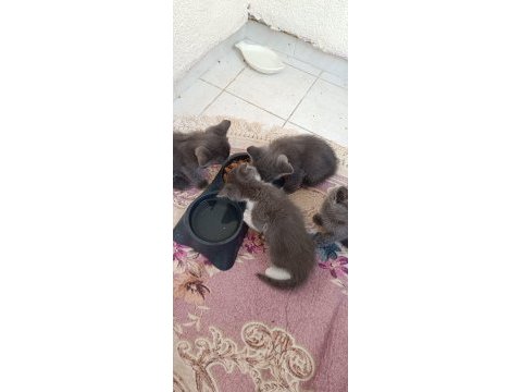 Ev ortamında büyümüş british shorthair kedilerim