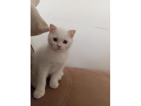 Scottish fold british silver blue point bebekler
