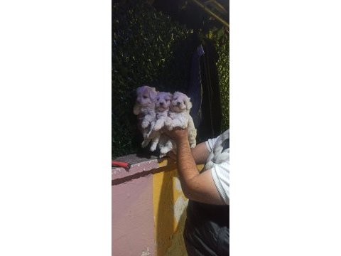 Kore maltese terrier yavrular