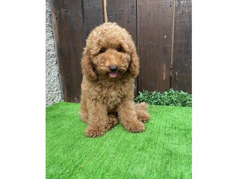 Poodle erkek yavrumuz