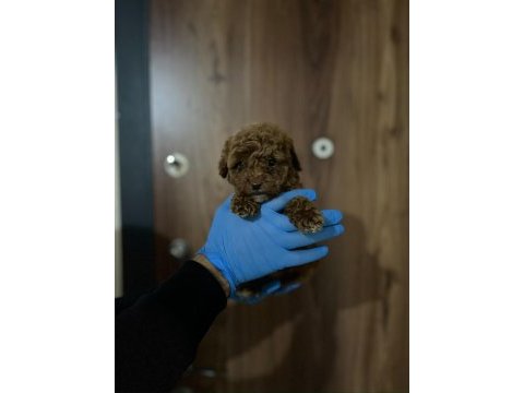 Poodle gibi maltipoo