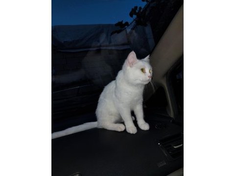Makul fiyat eğitimli kedimiz