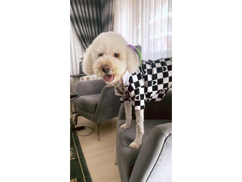 15 kg erkek kısır poodle büyük ork