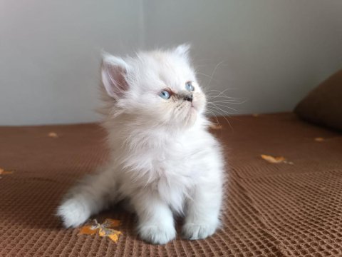 British longhair tatlı oğlumuz