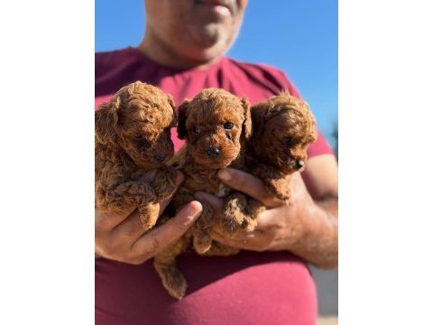  aşılı çiş eğitimli toy poodle