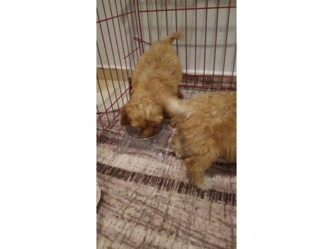 Oyuncu bebislerim yeni ailelerini bekliyor maltipoo
