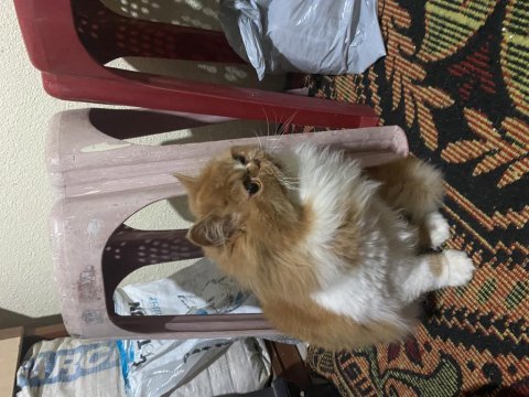 İran kedisi 4 aylık