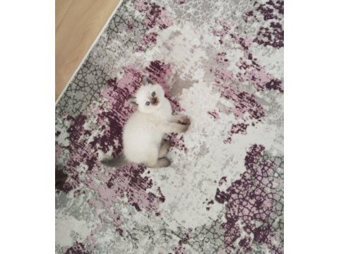 Aşık olacağınız sevimli bebek kediler