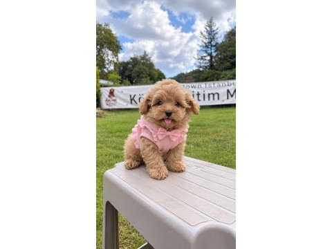 Pamuk yavrularımız maltipoo