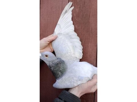 Polonya gönderim 1. sınıf güvercinler