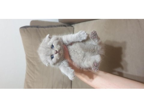 Scottish british shorthair tatlı kediler