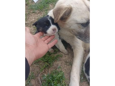 Safkan çoban köpeği