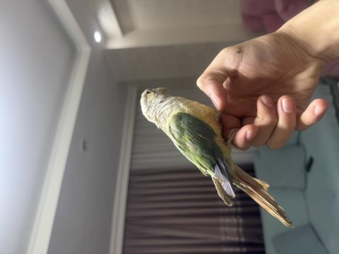 Ful evcil konur papağanımız tuvalet eğitimi mevcut
