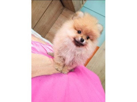 Mükemmel kalitede pomeranian dişi yavru