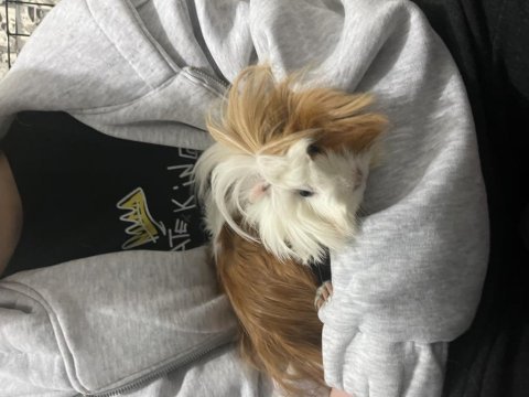 İki dişi guinea pig