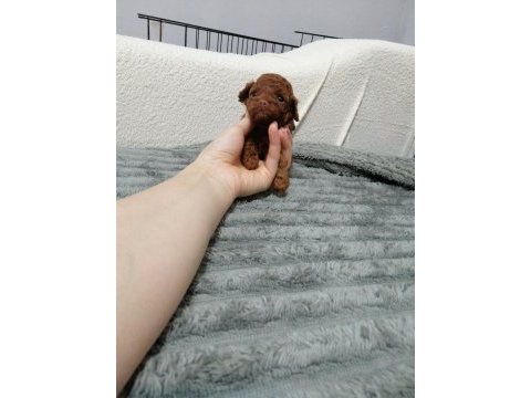 Kore toy poodle
