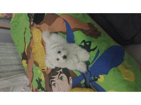 Oyuncu terrier kızımız lena