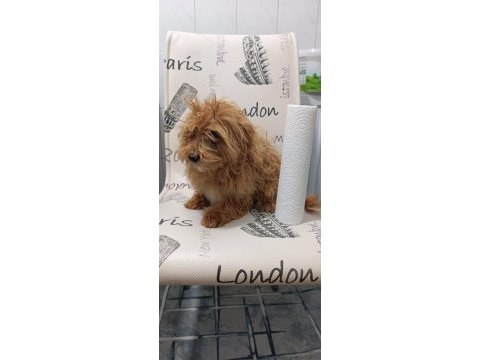 Minik maltipoo kızımız