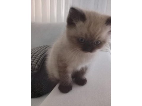 Blue point uygun puanlı kedimiz