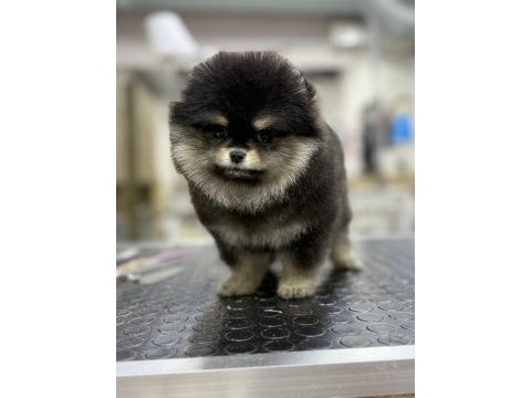 Black tan muazzam renk ve tüy yapısı pomeranian
