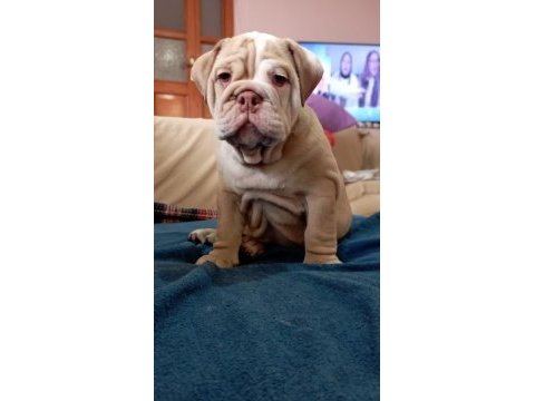 Özel renk egzotik ingiliz bulldog yavrumuz