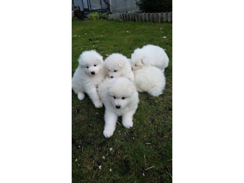 Akkuş üretim çiftliğinden samoyed yavruları